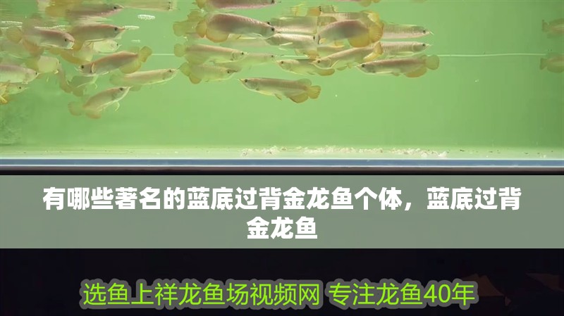 有哪些著名的藍底過背金龍魚個體，藍底過背金龍魚