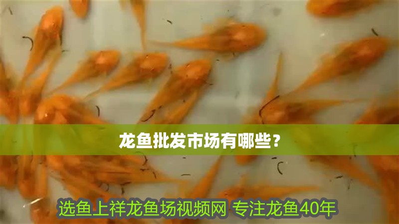 龍魚批發市場有哪些？