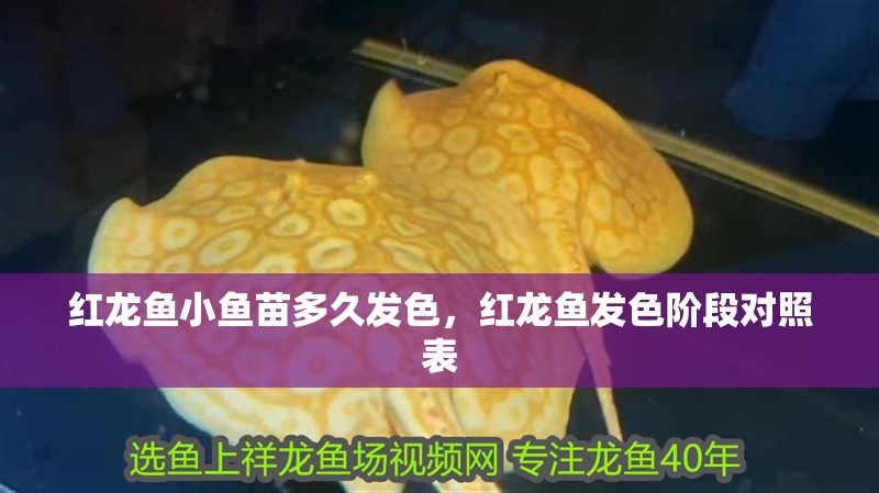紅龍魚小魚苗多久發色，紅龍魚發色階段對照表