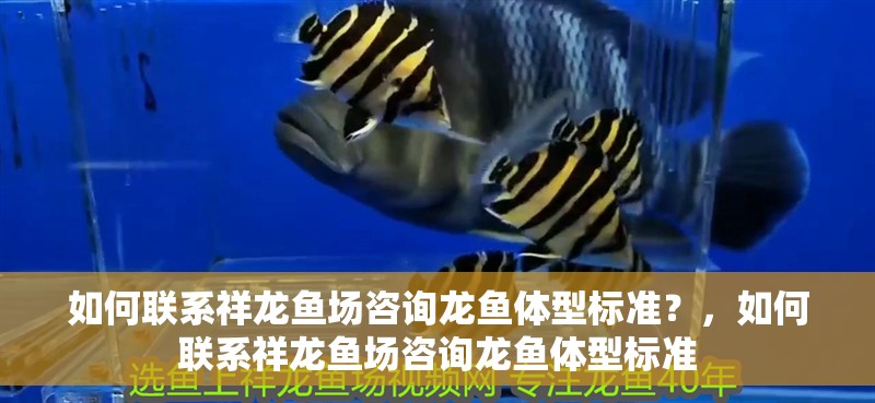 如何聯(lián)系祥龍魚場咨詢龍魚體型標準？，如何聯(lián)系祥龍魚場咨詢龍魚體型標準