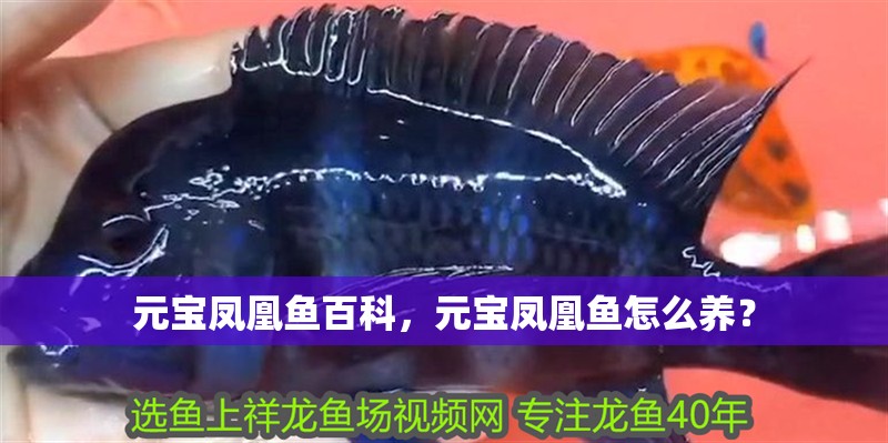 元寶鳳凰魚百科，元寶鳳凰魚怎么養(yǎng)？