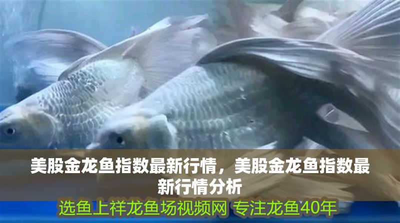 美股金龍魚指數最新行情，美股金龍魚指數最新行情分析
