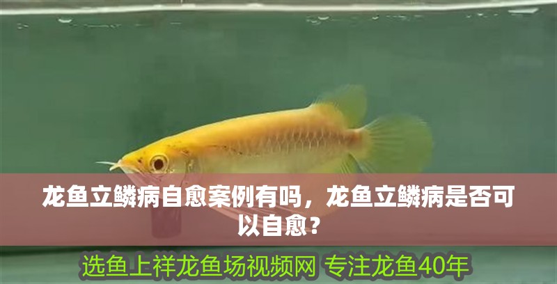 龍魚立鱗病自愈案例有嗎，龍魚立鱗病是否可以自愈？ 龍魚立鱗病自愈案例有嗎，龍魚立鱗病是否可以自愈？ 龍魚百科