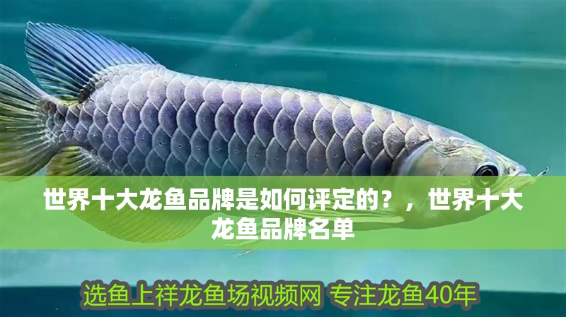 世界十大龍魚品牌是如何評定的？，世界十大龍魚品牌名單 世界十大龍魚品牌是如何評定的？，世界十大龍魚品牌名單 龍魚百科