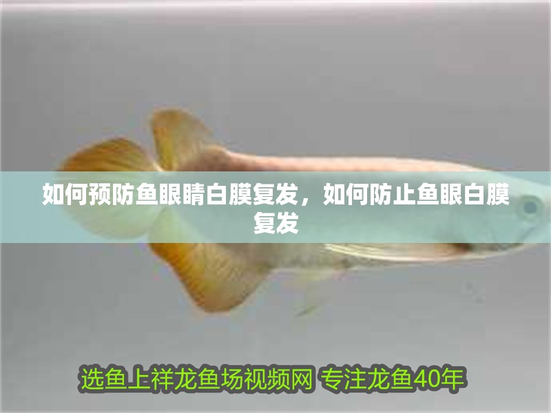 如何預防魚眼睛白膜復發，如何防止魚眼白膜復發 如何預防魚眼睛白膜復發，如何防止魚眼白膜復發 龍魚百科