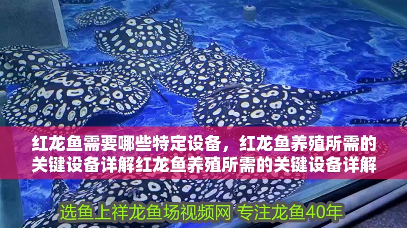 紅龍魚需要哪些特定設備，紅龍魚養殖所需的關鍵設備詳解紅龍魚養殖所需的關鍵設備詳解 紅龍魚需要哪些特定設備，紅龍魚養殖所需的關鍵設備詳解紅龍魚養殖所需的關鍵設備詳解 龍魚百科