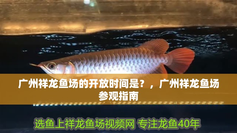 廣州祥龍魚場的開放時間是？，廣州祥龍魚場參觀指南 廣州祥龍魚場的開放時間是？，廣州祥龍魚場參觀指南 龍魚百科