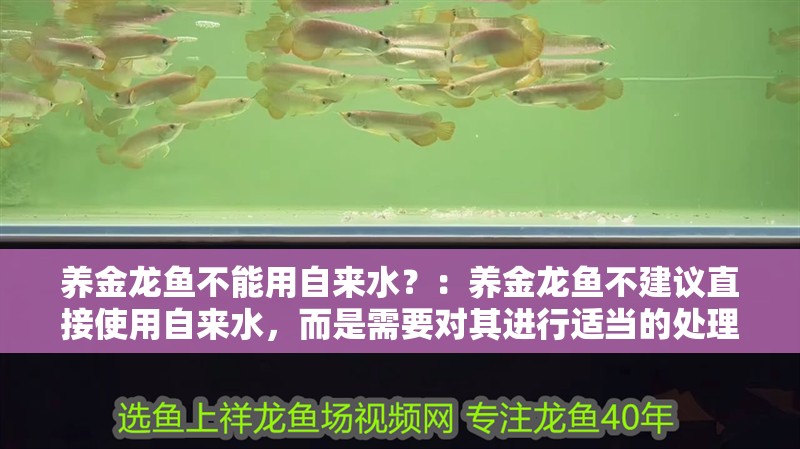 養金龍魚不能用自來水？：養金龍魚不建議直接使用自來水，而是需要對其進行適當的處理