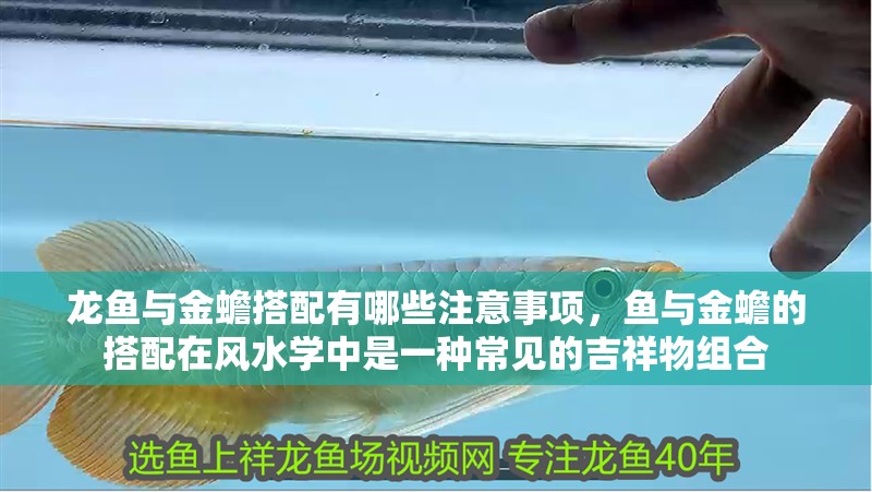 魚缸用增氧泵價格是多少:魚缸增氧機-xtrac增氧機-xtrac增氧機 龍魚與金蟾搭配有哪些注意事項,魚與金蟾的搭配在風水學中是一種常見的吉祥物組合 龍魚百科 龍魚與金蟾搭配有哪些注意事項,魚與金蟾的搭配在風水學中是一種常見的吉祥物組合 龍魚與金蟾搭配有哪些注意事項,魚與金蟾的搭配在風水學中是一種常見的吉祥物組合 龍魚百科
