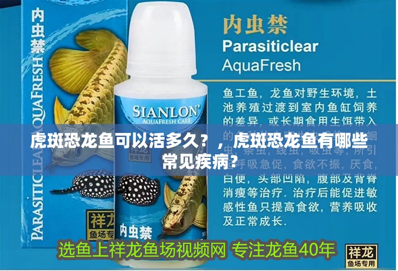 虎斑恐龍魚可以活多久？，虎斑恐龍魚有哪些常見疾病？