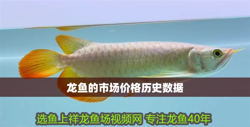 龍魚的市場價格歷史數據 龍魚的市場價格歷史數據 龍魚百科