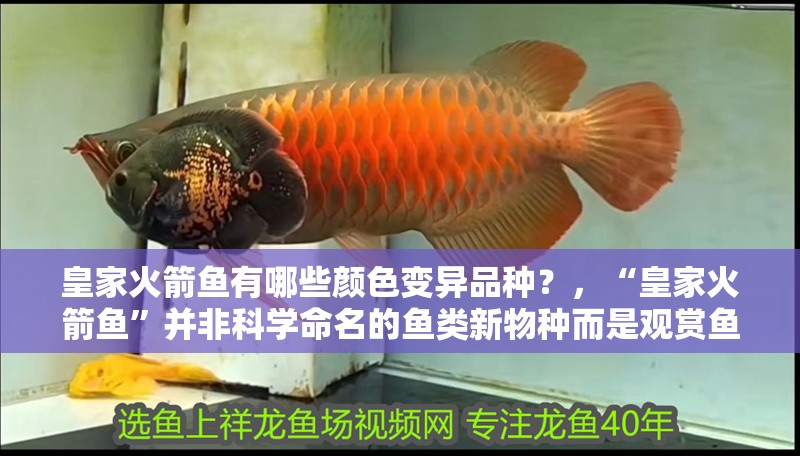 魚缸過濾器選購指南:自制魚缸過濾器魚缸上置過濾器對于養魚愛好者的必備知識 皇家火箭魚有哪些顏色變異品種?,“皇家火箭魚”并非科學命名的魚類新物種而是觀賞魚市場對 龍魚百科 皇家火箭魚有哪些顏色變異品種?,“皇家火箭魚”并非科學命名的魚類新物種而是觀賞魚市場對 皇家火箭魚有哪些顏色變異品種?,“皇家火箭魚”并非科學命名的魚類新物種而是觀賞魚市場對 龍魚百科