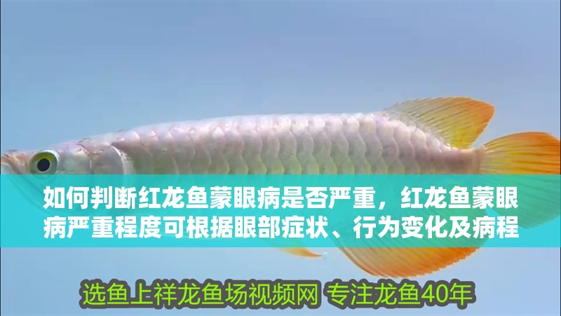 如何判斷紅龍魚蒙眼病是否嚴重，紅龍魚蒙眼病嚴重程度可根據眼部癥狀、行為變化及病程發展階段進行綜合判斷 如何判斷紅龍魚蒙眼病是否嚴重，紅龍魚蒙眼病嚴重程度可根據眼部癥狀、行為變化及病程發展階段進行綜合判斷 龍魚百科