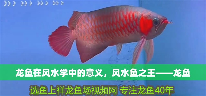 龍魚在風水學中的意義，風水魚之王——龍魚 龍魚在風水學中的意義，風水魚之王——龍魚 龍魚百科