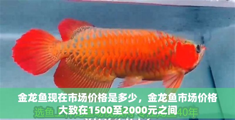 金龍魚現(xiàn)在市場價格是多少，金龍魚市場價格大致在1500至2000元之間
