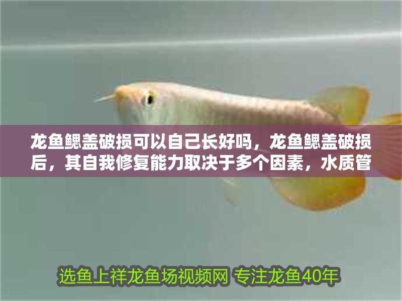 龍魚鰓蓋破損可以自己長好嗎，龍魚鰓蓋破損后，其自我修復(fù)能力取決于多個因素，水質(zhì)管理至關(guān)重要 龍魚鰓蓋破損可以自己長好嗎，龍魚鰓蓋破損后，其自我修復(fù)能力取決于多個因素，水質(zhì)管理至關(guān)重要 龍魚百科