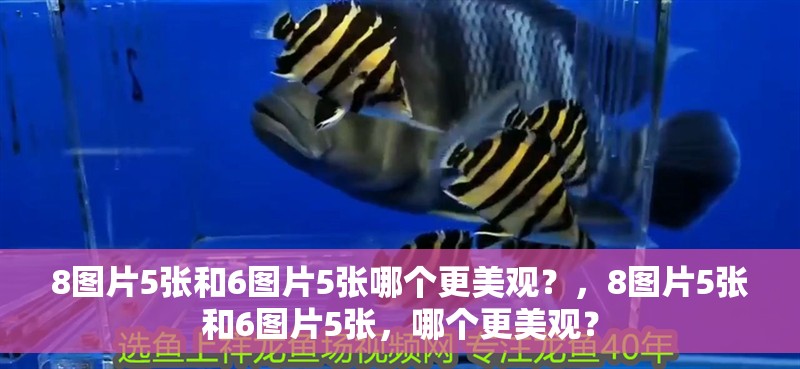 8圖片5張和6圖片5張哪個更美觀？，8圖片5張和6圖片5張，哪個更美觀？ 8圖片5張和6圖片5張哪個更美觀？，8圖片5張和6圖片5張，哪個更美觀？ 龍魚百科