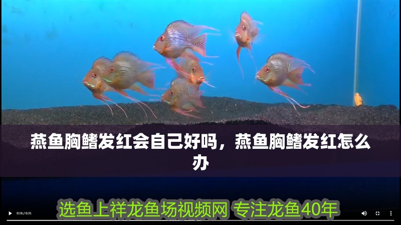 燕魚胸鰭發紅會自己好嗎，燕魚胸鰭發紅怎么辦
