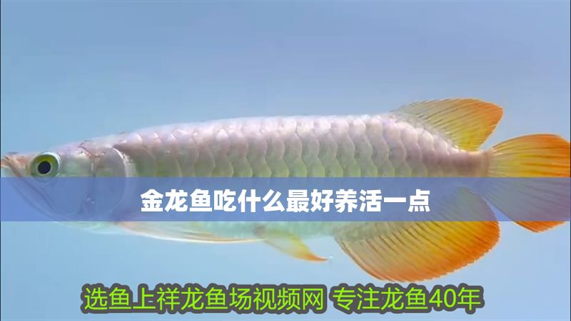 金龍魚(yú)吃什么最好養(yǎng)活一點(diǎn)