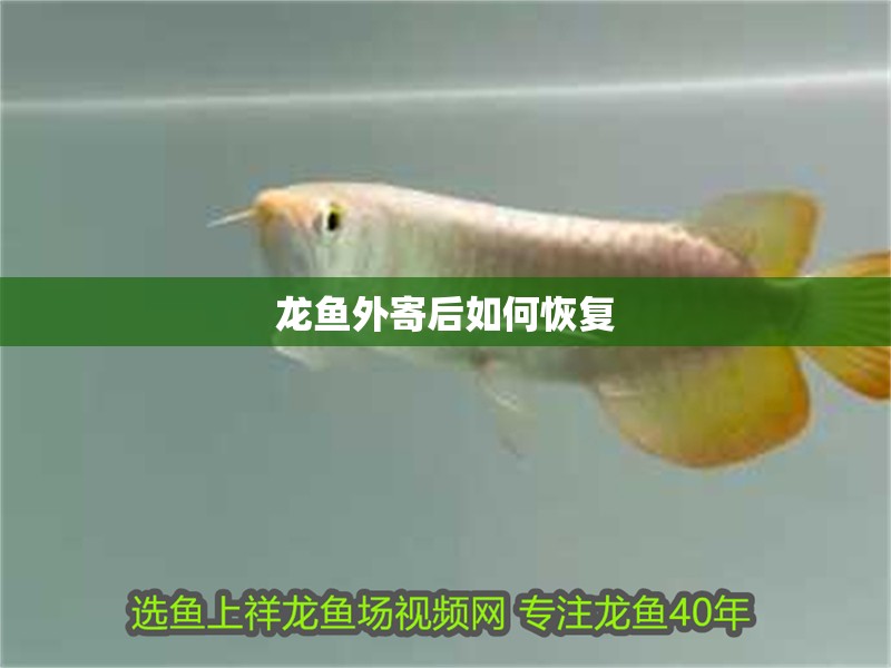龍魚外寄后如何恢復(fù) 龍魚外寄后如何恢復(fù) 龍魚百科