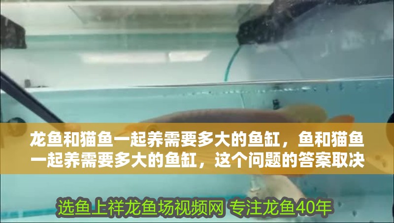 龍魚和貓魚一起養需要多大的魚缸，魚和貓魚一起養需要多大的魚缸，這個問題的答案取決于多種因素 龍魚和貓魚一起養需要多大的魚缸，魚和貓魚一起養需要多大的魚缸，這個問題的答案取決于多種因素 龍魚百科
