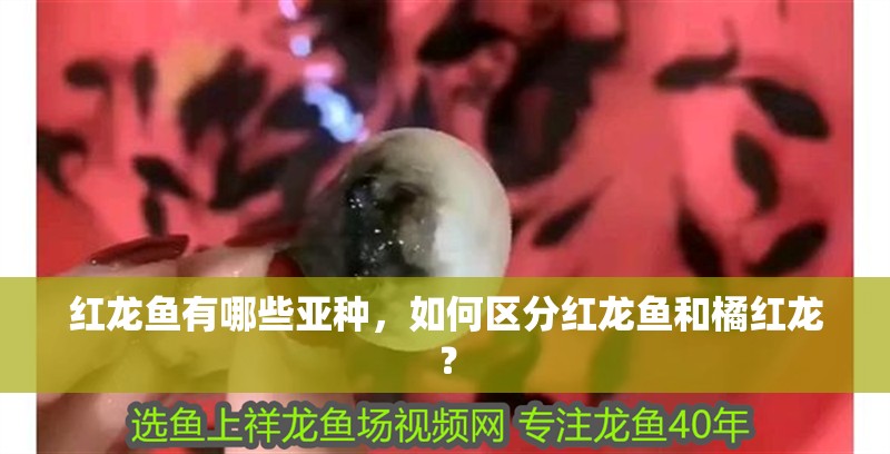 紅龍魚有哪些亞種，如何區分紅龍魚和橘紅龍？