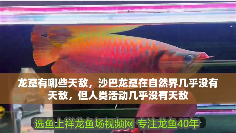 龍躉有哪些天敵，沙巴龍躉在自然界幾乎沒有天敵，但人類活動幾乎沒有天敵 龍躉有哪些天敵，沙巴龍躉在自然界幾乎沒有天敵，但人類活動幾乎沒有天敵 龍魚百科