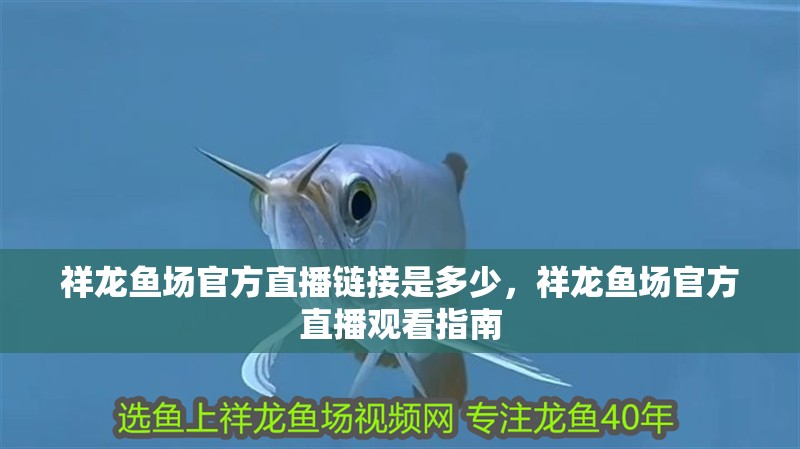 給大魚缸換水的作文:體驗給大魚缸換水的樂趣:體驗給大魚缸換水:給大魚缸換水的作文 祥龍魚場官方直播鏈接是多少,祥龍魚場官方直播觀看指南 龍魚百科 祥龍魚場官方直播鏈接是多少,祥龍魚場官方直播觀看指南 祥龍魚場官方直播鏈接是多少,祥龍魚場官方直播觀看指南 龍魚百科