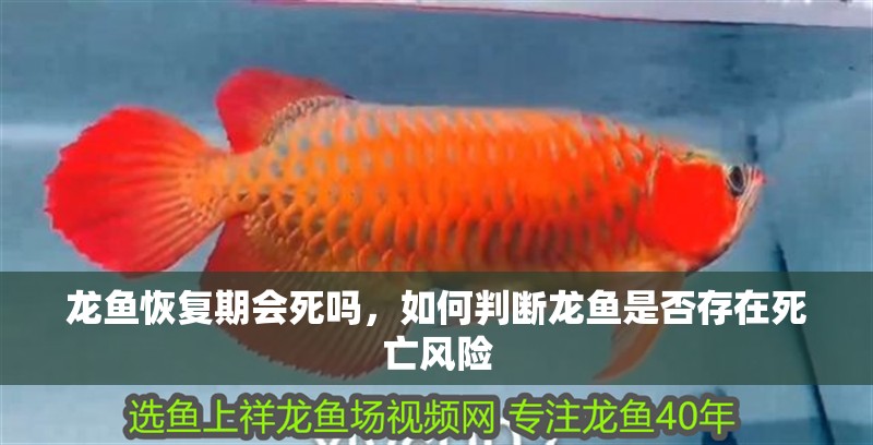 龍魚恢復期會死嗎，如何判斷龍魚是否存在死亡風險 龍魚恢復期會死嗎，如何判斷龍魚是否存在死亡風險 龍魚百科