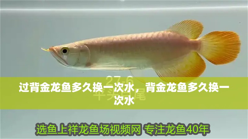 過背金龍魚多久換一次水，背金龍魚多久換一次水