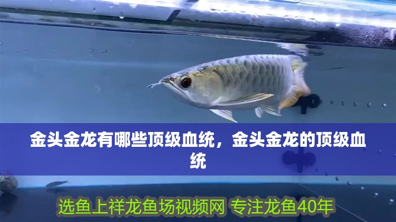 金頭金龍有哪些頂級(jí)血統(tǒng)，金頭金龍的頂級(jí)血統(tǒng) 金頭金龍有哪些頂級(jí)血統(tǒng)，金頭金龍的頂級(jí)血統(tǒng) 龍魚(yú)百科