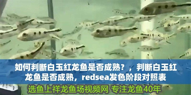 鸚鵡魚和銀龍魚混養怎樣喂食 如何判斷白玉紅龍魚是否成熟?,判斷白玉紅龍魚是否成熟,redsea發色階段對照表 龍魚百科 如何判斷白玉紅龍魚是否成熟?,判斷白玉紅龍魚是否成熟,redsea發色階段對照表 如何判斷白玉紅龍魚是否成熟?,判斷白玉紅龍魚是否成熟,redsea發色階段對照表 龍魚百科