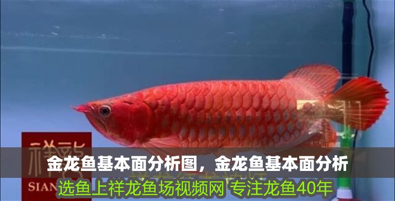 金龍魚基本面分析圖，金龍魚基本面分析