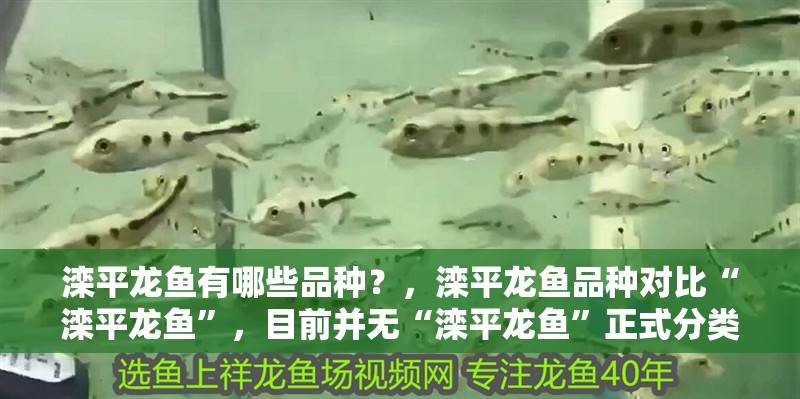 灤平龍魚有哪些品種？，灤平龍魚品種對(duì)比“灤平龍魚”，目前并無(wú)“灤平龍魚”正式分類
