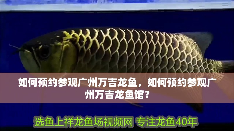 如何預約參觀廣州萬吉龍魚，如何預約參觀廣州萬吉龍魚館？