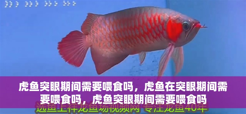 虎魚突眼期間需要喂食嗎，虎魚在突眼期間需要喂食嗎，虎魚突眼期間需要喂食嗎
