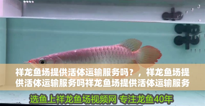 祥龍魚場提供活體運輸服務嗎？，祥龍魚場提供活體運輸服務嗎祥龍魚場提供活體運輸服務嗎