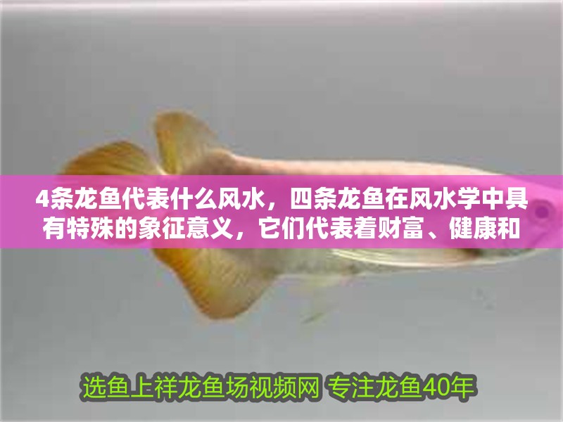 4條龍魚代表什么風水，四條龍魚在風水學中具有特殊的象征意義，它們代表著財富、健康和好運