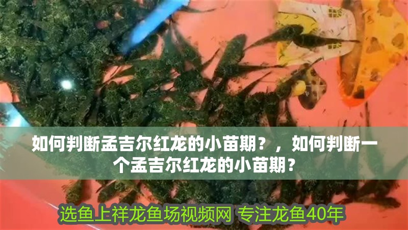 如何判斷孟吉爾紅龍的小苗期？，如何判斷一個孟吉爾紅龍的小苗期？