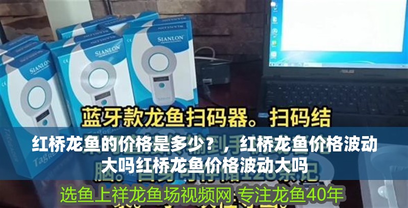 紅橋龍魚的價格是多少？，紅橋龍魚價格波動大嗎紅橋龍魚價格波動大嗎