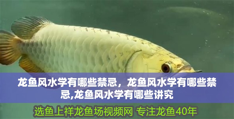 龍魚風(fēng)水學(xué)有哪些禁忌，龍魚風(fēng)水學(xué)有哪些禁忌,龍魚風(fēng)水學(xué)有哪些講究