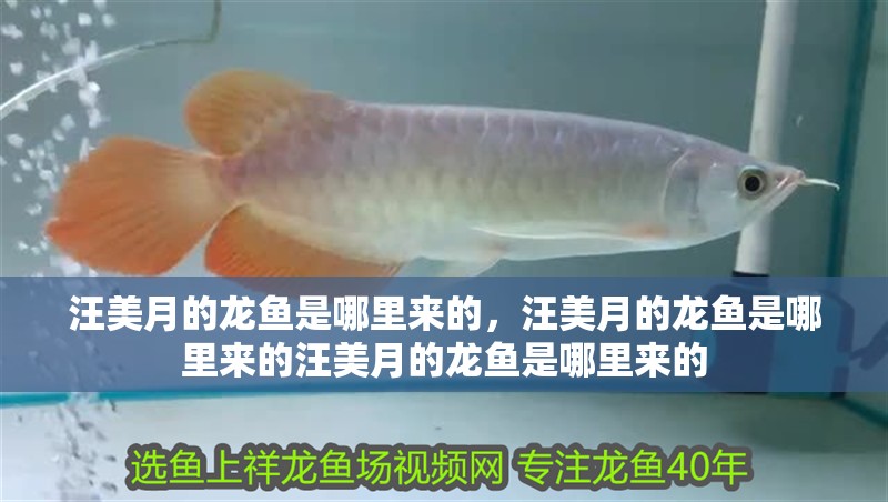 汪美月的龍魚是哪里來的，汪美月的龍魚是哪里來的汪美月的龍魚是哪里來的