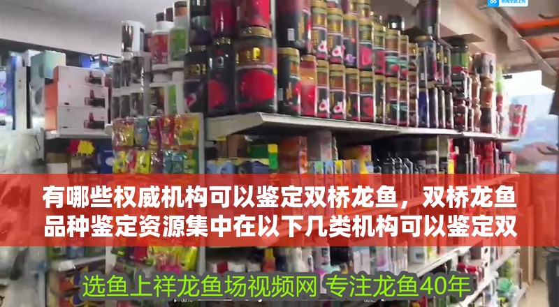 有哪些權威機構可以鑒定雙橋龍魚，雙橋龍魚品種鑒定資源集中在以下幾類機構可以鑒定雙橋龍魚 有哪些權威機構可以鑒定雙橋龍魚，雙橋龍魚品種鑒定資源集中在以下幾類機構可以鑒定雙橋龍魚 龍魚百科