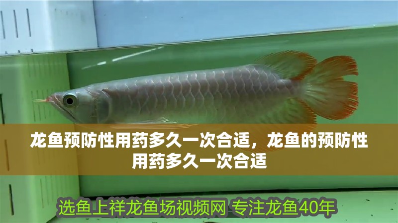 龍魚預(yù)防性用藥多久一次合適，龍魚的預(yù)防性用藥多久一次合適
