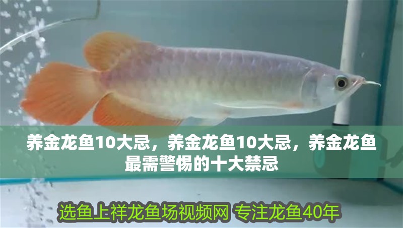 養(yǎng)金龍魚10大忌，養(yǎng)金龍魚10大忌，養(yǎng)金龍魚最需警惕的十大禁忌