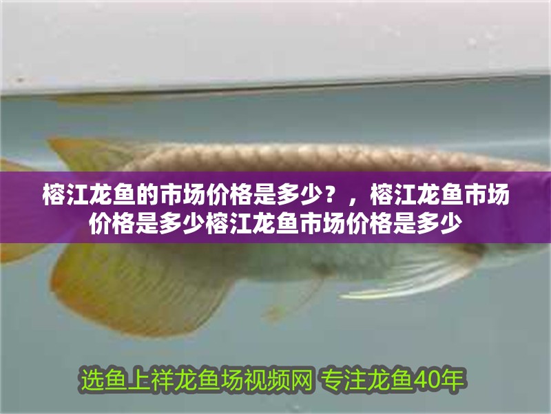 榕江龍魚的市場價格是多少？，榕江龍魚市場價格是多少榕江龍魚市場價格是多少