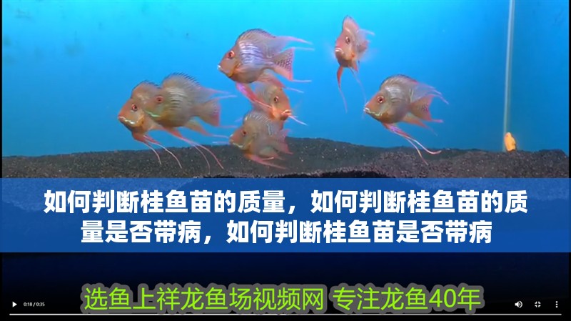 如何判斷桂魚苗的質量，如何判斷桂魚苗的質量是否帶病，如何判斷桂魚苗是否帶病 如何判斷桂魚苗的質量，如何判斷桂魚苗的質量是否帶病，如何判斷桂魚苗是否帶病 龍魚百科