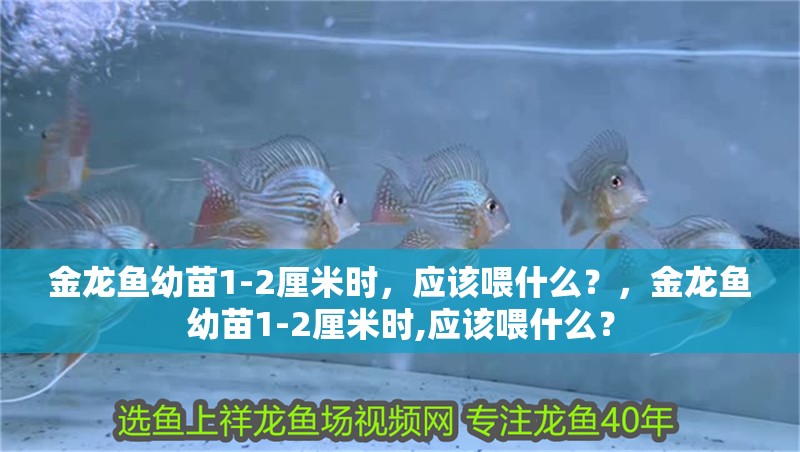 金龍魚幼苗1-2厘米時，應該喂什么？，金龍魚幼苗1-2厘米時,應該喂什么？