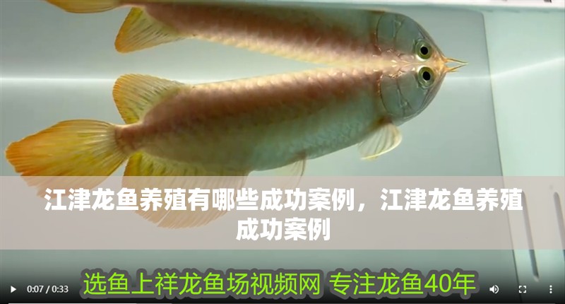 江津龍魚養殖有哪些成功案例，江津龍魚養殖成功案例