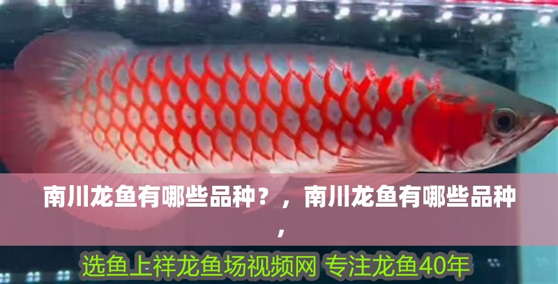 南川龍魚有哪些品種？，南川龍魚有哪些品種，